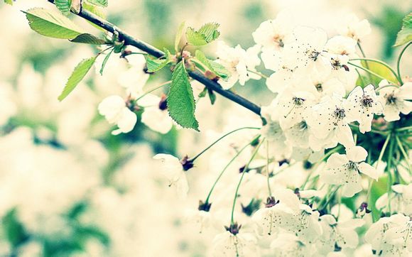 smart一辆多少钱