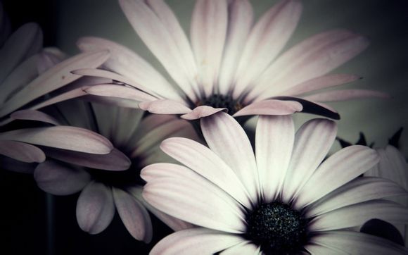 彩虹岛贝罗斯在哪里