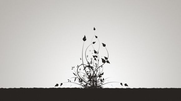 滕叶蛇哪里捕捉