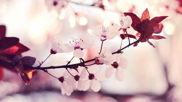 中国国兽是什么