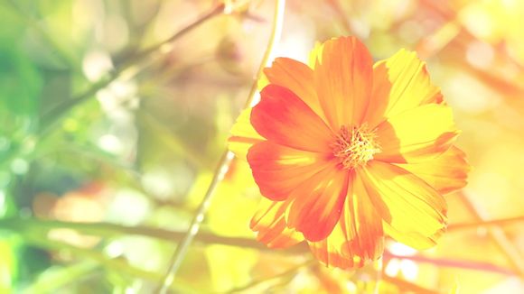 凌度全部下来多少钱