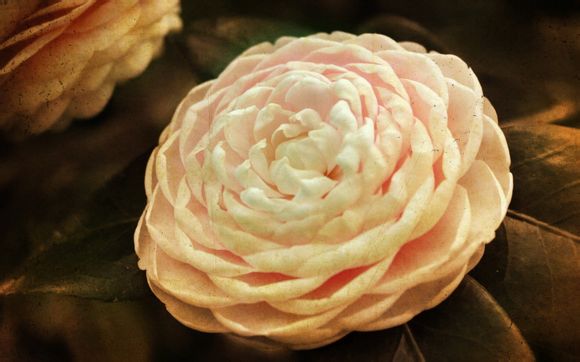 魅族mx6哪个系统好用